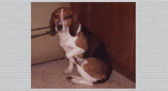 Butch Beagle